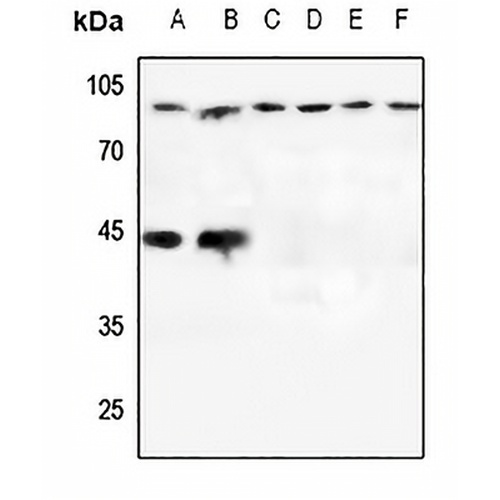 CD107b Rabbit Polyclonal Antibody