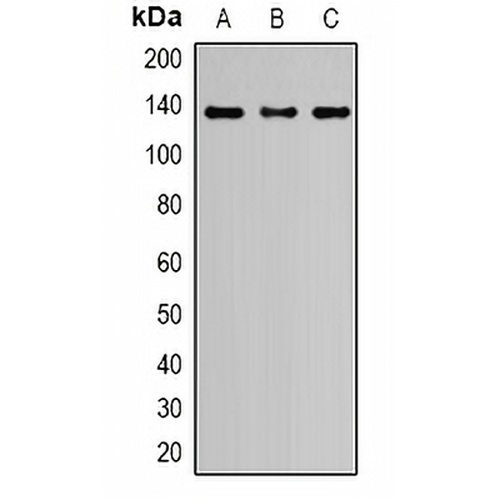 Nephrin Rabbit Polyclonal Antibody