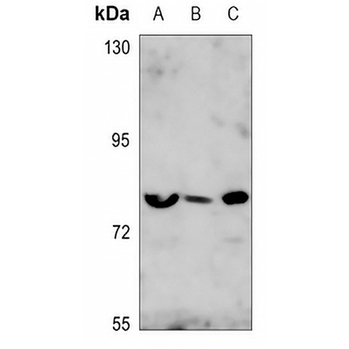 FOXO1/3 Rabbit Polyclonal Antibody