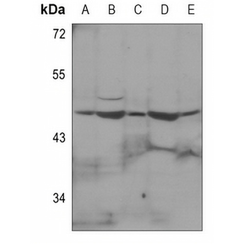 p47 phox Rabbit Polyclonal Antibody