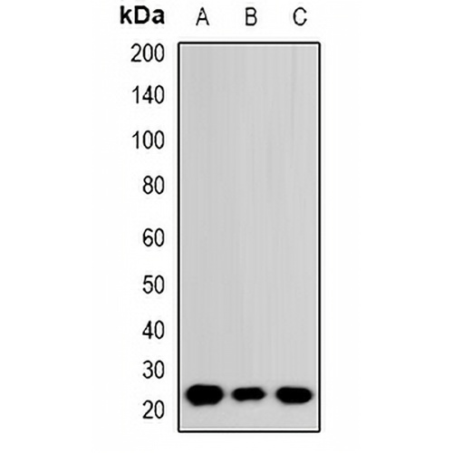 RhoGDI alpha Rabbit Polyclonal Antibody