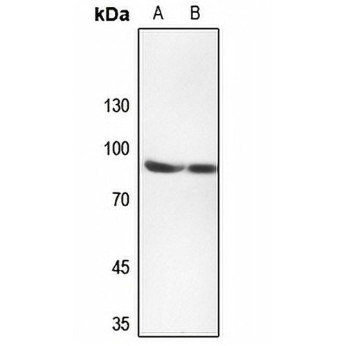 TMEM16J Rabbit Polyclonal Antibody