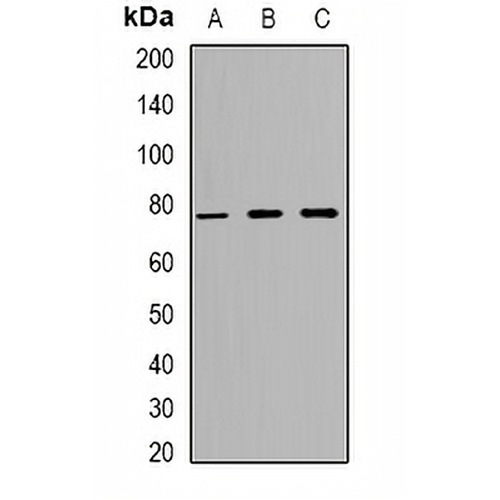 ZNF7 Rabbit Polyclonal Antibody