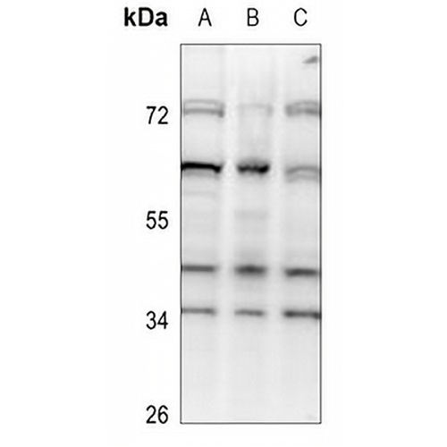 SRSF5 Rabbit Polyclonal Antibody