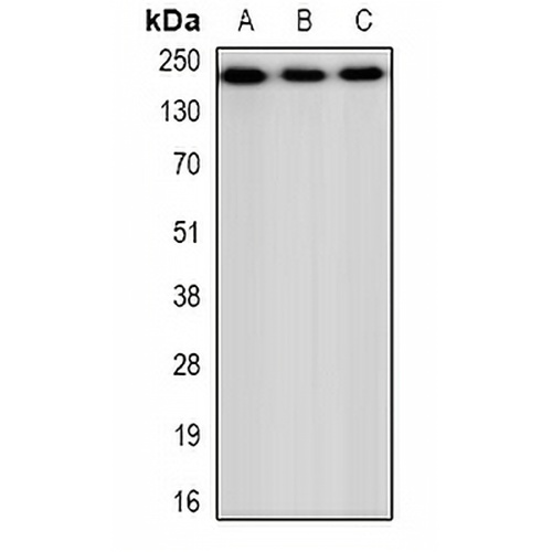 CHD4 Rabbit Polyclonal Antibody