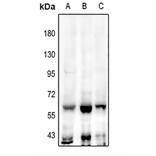 TEAD2 Rabbit Polyclonal Antibody