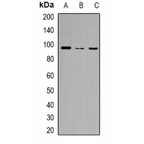 ZFP95 Rabbit Polyclonal Antibody
