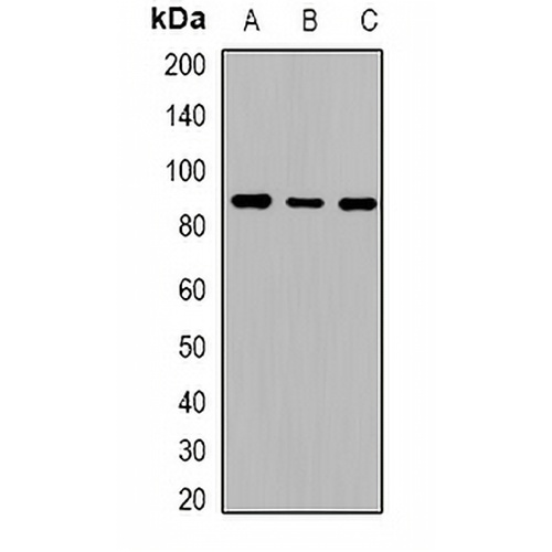 Cadherin 20 Rabbit Polyclonal Antibody