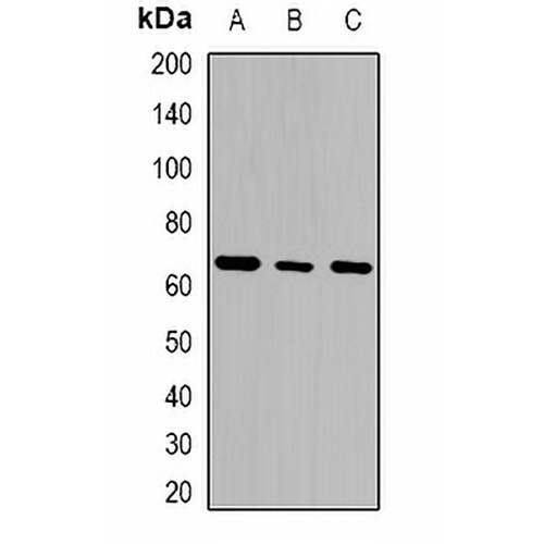 GTPBP2 Rabbit Polyclonal Antibody