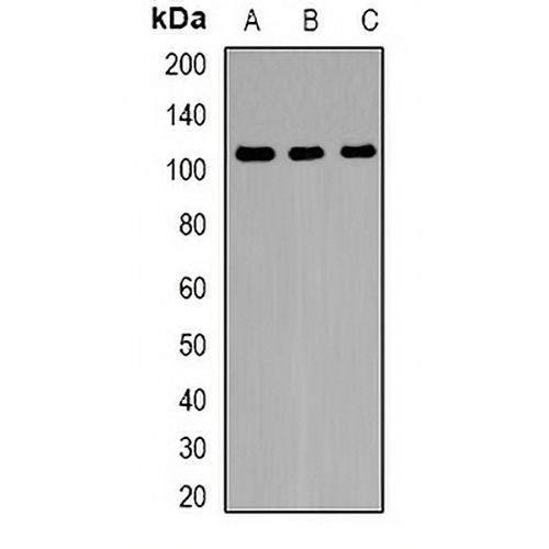 FNBP3 Rabbit Polyclonal Antibody
