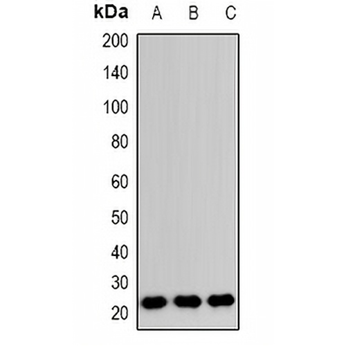 RAB24 Rabbit Polyclonal Antibody