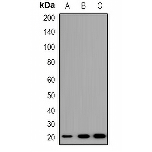 TRAPPC5 Rabbit Polyclonal Antibody
