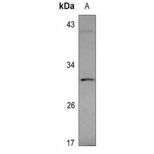 VGLL2 Rabbit Polyclonal Antibody