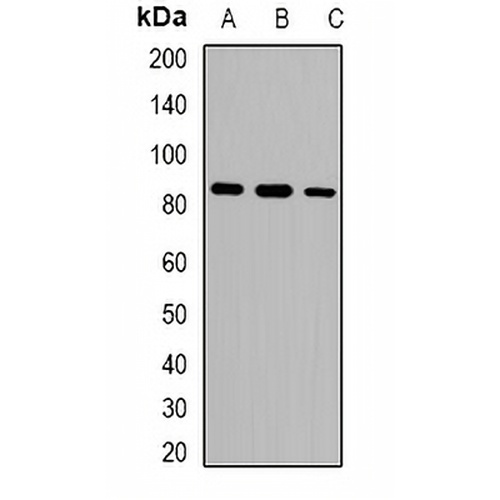 USP1 Rabbit Polyclonal Antibody