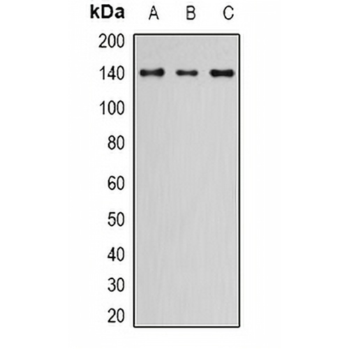 NIF1 Rabbit Polyclonal Antibody