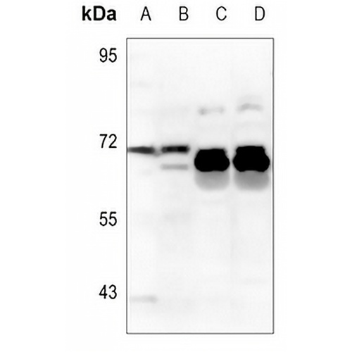 ZP2 Rabbit Polyclonal Antibody