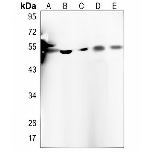 ZNF839 Rabbit Polyclonal Antibody