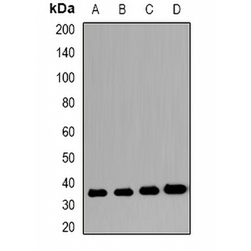 VSIG2 Rabbit Polyclonal Antibody