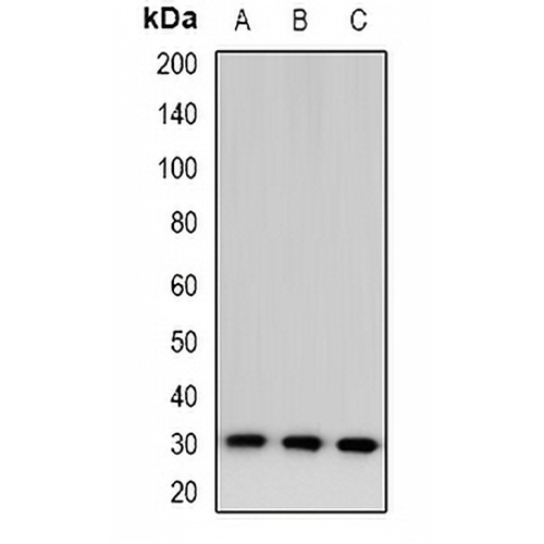 TSSK6 Rabbit Polyclonal Antibody