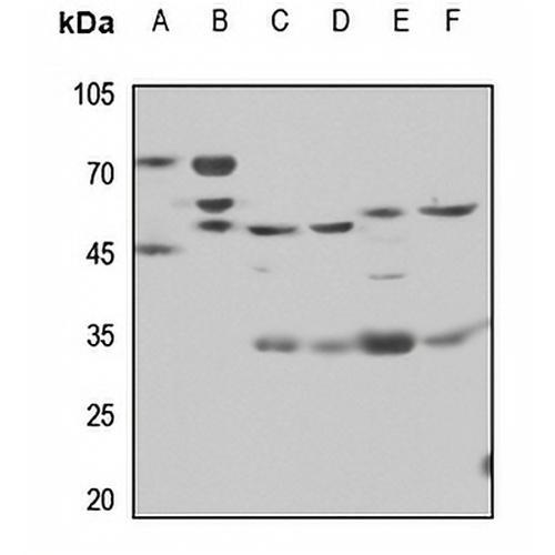 CD85c Rabbit Polyclonal Antibody