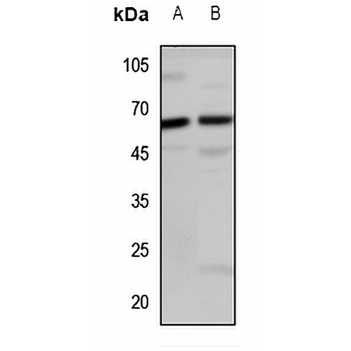 LINGO2 Rabbit Polyclonal Antibody