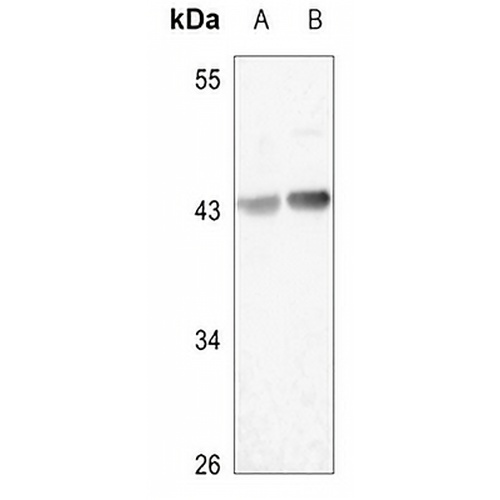 HAPLN4 Rabbit Polyclonal Antibody