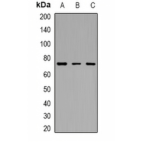 c-Myb (Acetyl-K471) Rabbit Polyclonal Antibody