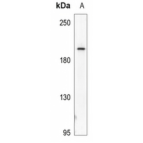 Myosin-pan (Acetyl-K505) Rabbit Polyclonal Antibody
