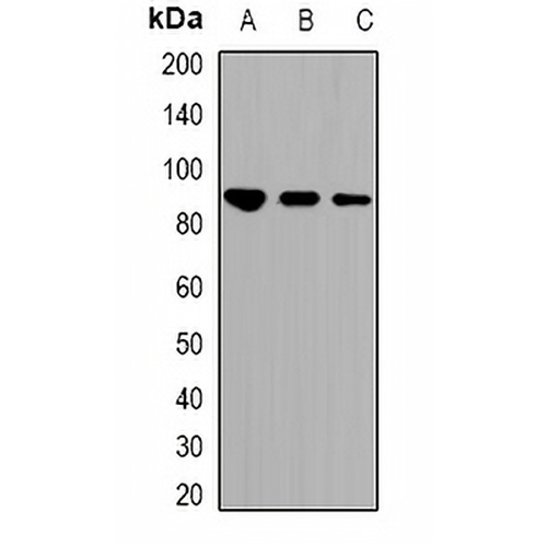 STAT1 (Acetyl-K410/K413) Rabbit Polyclonal Antibody