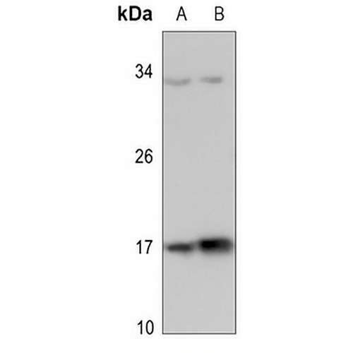 Histone H3 (TriMethyl-K37) Rabbit Polyclonal Antibody