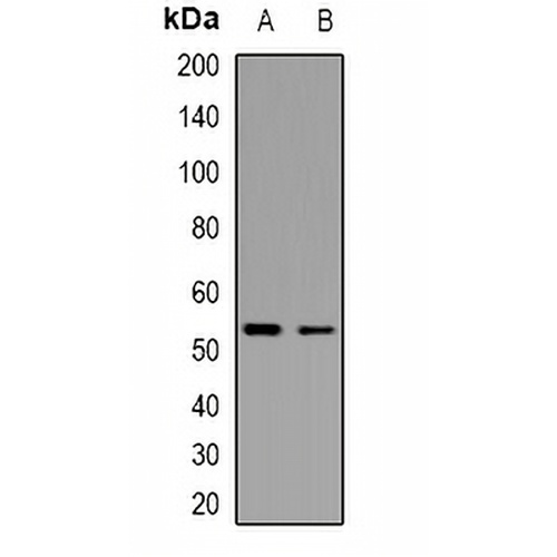 p53 (TriMethyl-K370) Rabbit Polyclonal Antibody