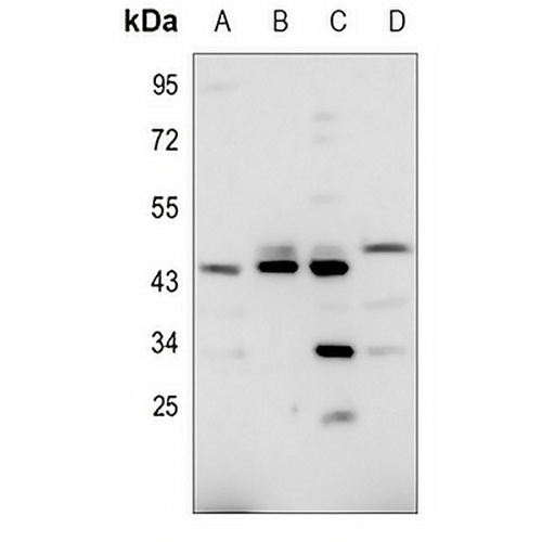 CD240d Rabbit Polyclonal Antibody