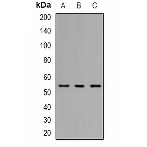 THNSL2 Rabbit Polyclonal Antibody