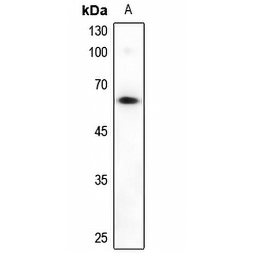 Alpha-taxilin Rabbit Polyclonal Antibody