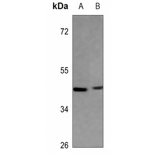 IDH3 gamma Rabbit Polyclonal Antibody