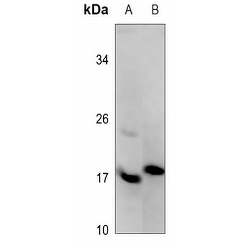 ASF1A Rabbit Polyclonal Antibody
