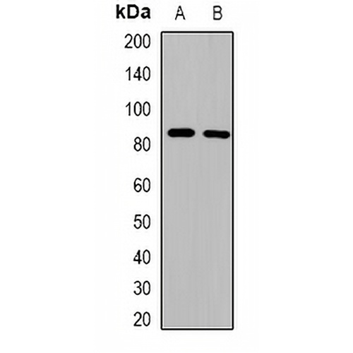 ZNF541 Rabbit Polyclonal Antibody