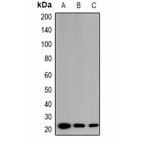 EID1 Rabbit Polyclonal Antibody