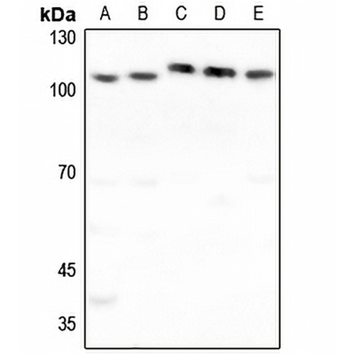 FUK Rabbit Polyclonal Antibody