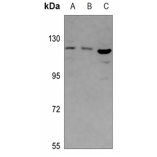 ABCF1 Rabbit Polyclonal Antibody