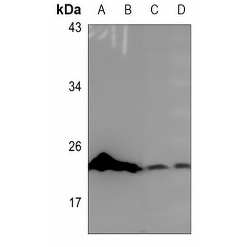 COX4-2 Rabbit Polyclonal Antibody