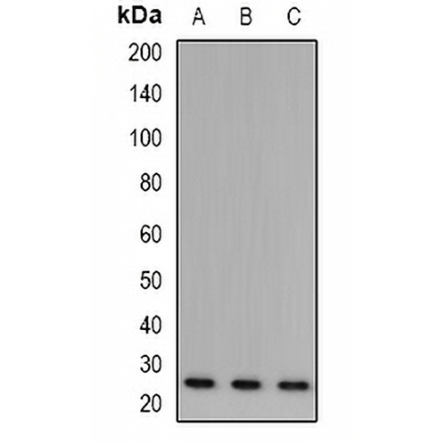 BART Rabbit Polyclonal Antibody