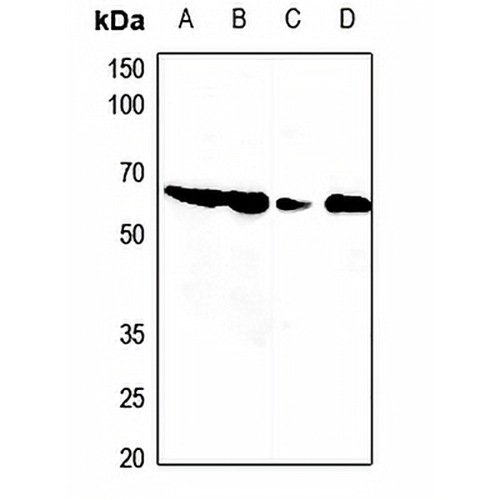 PDCD12 Rabbit Polyclonal Antibody