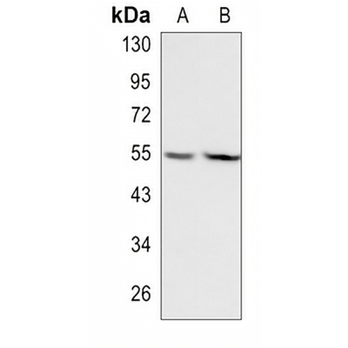 Manic Fringe Rabbit Polyclonal Antibody