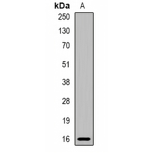 MRPS18C Rabbit Polyclonal Antibody