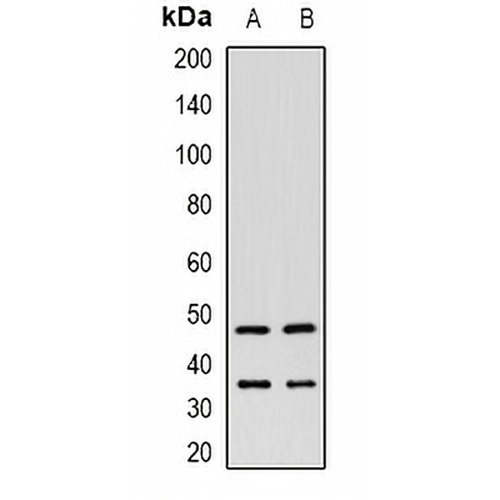 ITPK1 Rabbit Polyclonal Antibody