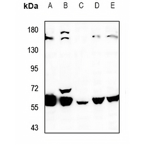 K Cadherin Rabbit Polyclonal Antibody