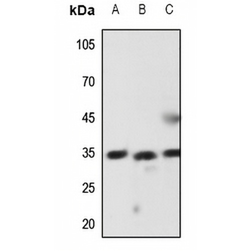 Latexin Rabbit Polyclonal Antibody