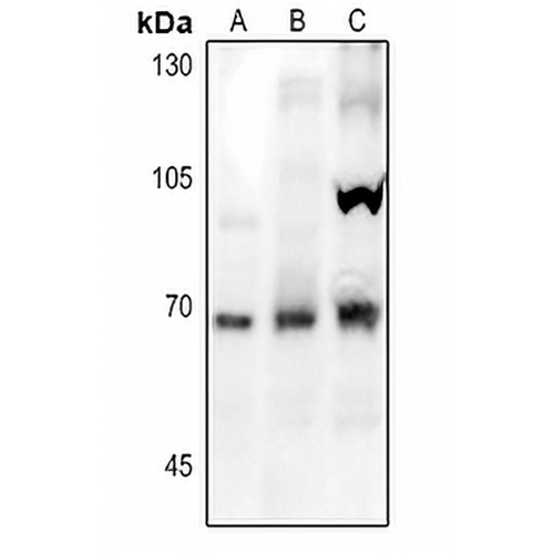 NOX1 Rabbit Polyclonal Antibody