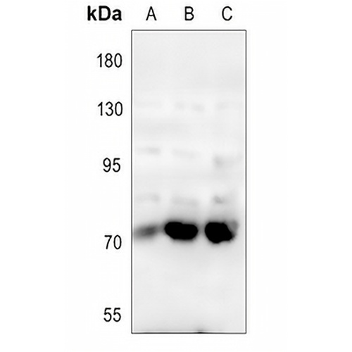 CD62P Rabbit Polyclonal Antibody